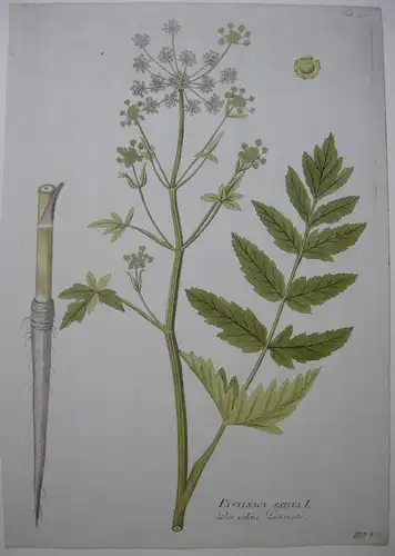 Zahme Pastinake Pastinaca Sativa  kolor Kupferstich 1797