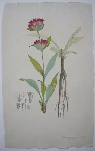 Purpurroter Enzian Gentiana purpurea   kolor Kupferstich 1800