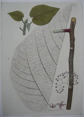 Große Brennessel Urtica caracasana kolor Kupferstich 1797