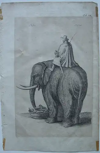 Elefant mit Reiter beim Füttern Orig. Kupferstich um 1800 Zoologie