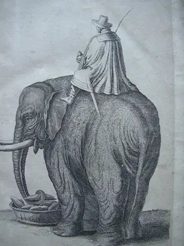 Elefant mit Reiter beim Füttern Orig. Kupferstich um 1800 Zoologie