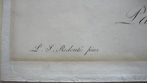 Pierre-Jos. Redouté Pancratium Illyricum kolor Orig Punktierstich 1815 Longlois