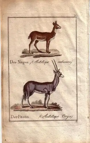 Antilopen Nagor Pasan Orig Kupferstich C. Seipp 1800