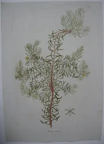 Zuckerbusch Protea torta kolor Kupferstich 1797