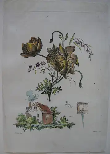 Pfingstrosen kolor Orig Kupferstich in Crayonmanier Auvray nach Naudet 1790
