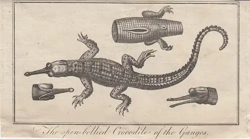 Gangesgavial Gavialis gangeticus Ganges Krokodil Orig. Kupferstich 1780