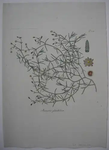 Sandkraut Arenaria glandulosa kolor Kupferstich 1797 Nelkengewächse