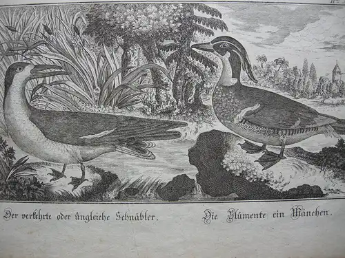 Ungleicher Schnäbler Blümente Erpel Entenvögel Orig Kupferstich 1800