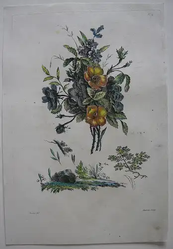 Nelken kolor Orig Kupferstich in Crayonmanier Auvray nach Naudet 1790