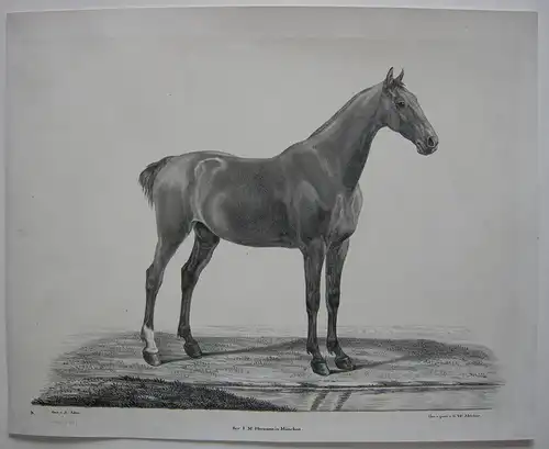 Vollblutpferd Stute Orig Lithografie Melchior nach Albrecht Adam 1820