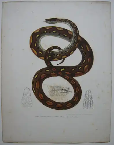 Aboma gemeine Kletterschlange Epicrates cenchris Orig Farblithografie um 1840