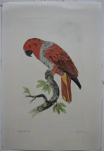 Kakadu Papagei Orig Farbradierung signiert Holm um 1960 Ornithologie