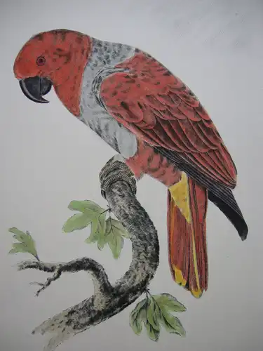 Kakadu Papagei Orig Farbradierung signiert Holm um 1960 Ornithologie