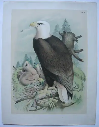 Weißkopfseeadler Haliaeetus leucocephalus Chromolithografie 1900 Ornithologie