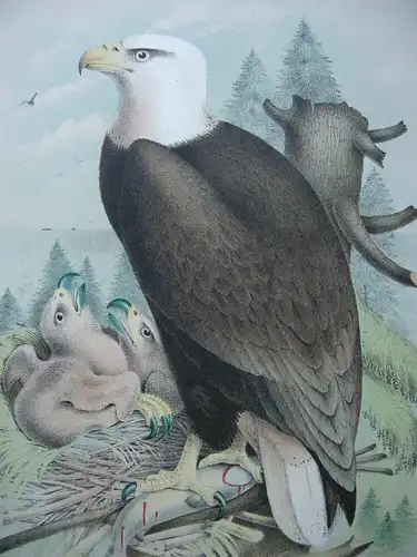 Weißkopfseeadler Haliaeetus leucocephalus Chromolithografie 1900 Ornithologie