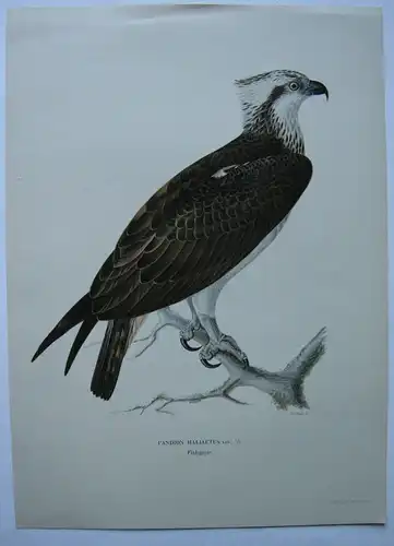 Fischadler Pandion haliaetus Orig Chromolithografie W. Wright 1927 Ornithologie