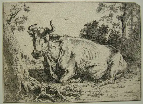 P. Potter (1625-1654) Liegende Kuh zwischen Bäumen Orig. Radierung 1652