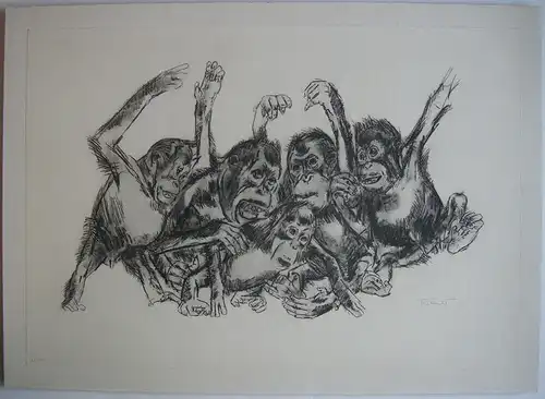 Kurt Meyer-Eberhardt (1895-1977) Fünf Schimpansen Orig. Lithografie signiert