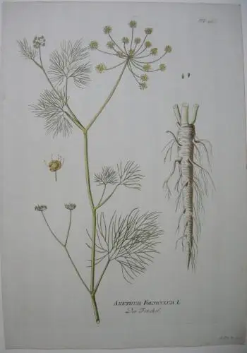 Fenchel Anethum Foeniculum  kolor Kupferstich 1797