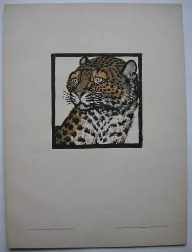 Ludwig H. Jungnickel (1881-1965) Pantherkopf Orig Farbholzschnitt  1916