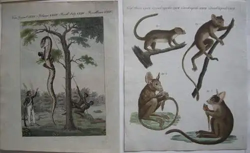 Insekten Mumien Affen Trachten 9 kolor. Orig. Kupferstiche Bertuch 1792