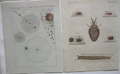 Insekten Mumien Affen Trachten 9 kolor. Orig. Kupferstiche Bertuch 1792