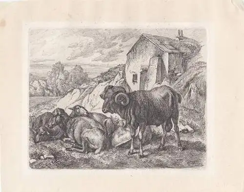 Johann Adam Klein (1792-1875) Schafe Merionos vor Stall Orig Radierung 1818