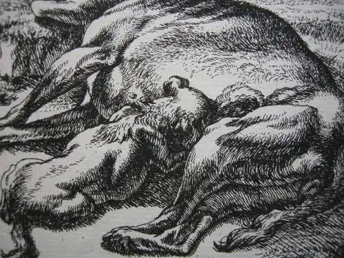 Johan LE DUCQ (1629-1676/77) Liegender Hund säugender Welpe Orig Radierung 1661