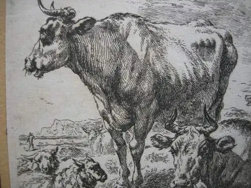 Nicolaes Berchem (1620-1683) Kühe Schafe auf der Weide Orig Kupferstich um 1675