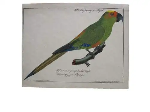 Feuerköpfiger Papagei sittacus pyrocephalius Lithographie 1850 Ornithologie