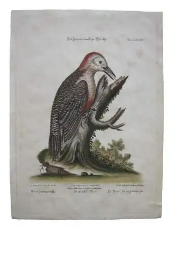 Jamaikanischer Specht Picus altkolor Kupferstich Seligmann 1749 Ornithologie