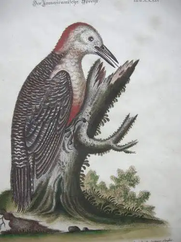 Jamaikanischer Specht Picus altkolor Kupferstich Seligmann 1749 Ornithologie