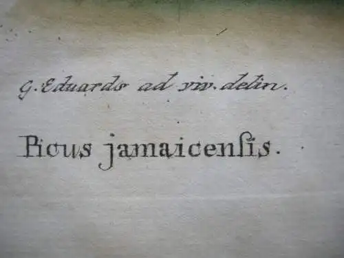 Jamaikanischer Specht Picus altkolor Kupferstich Seligmann 1749 Ornithologie