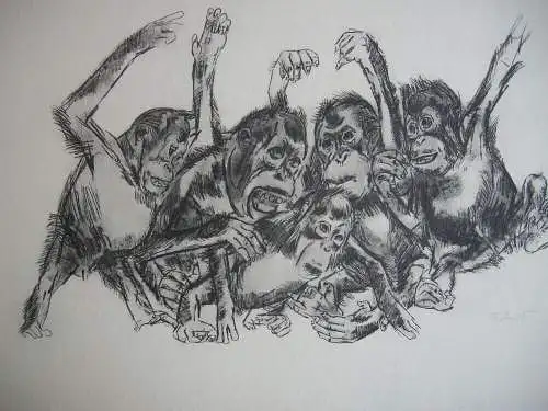 Kurt Meyer-Eberhardt (1895-1977) Fünf Schimpansen Orig. Lithografie signiert