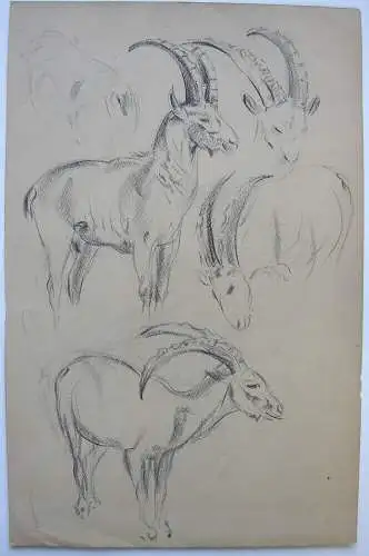 Fritz von Heider (1868-1933) Steinbock-Studien Zeichnung Kohlestift um 1900