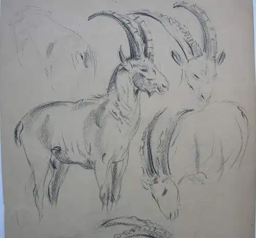 Fritz von Heider (1868-1933) Steinbock-Studien Zeichnung Kohlestift um 1900