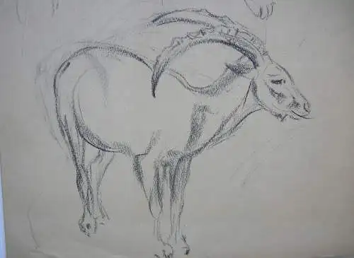 Fritz von Heider (1868-1933) Steinbock-Studien Zeichnung Kohlestift um 1900