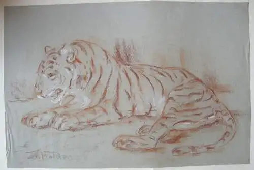 Fritz von Heider (1868-1933) Tiger-StudienZeichnung Rötel um 1900 signiert