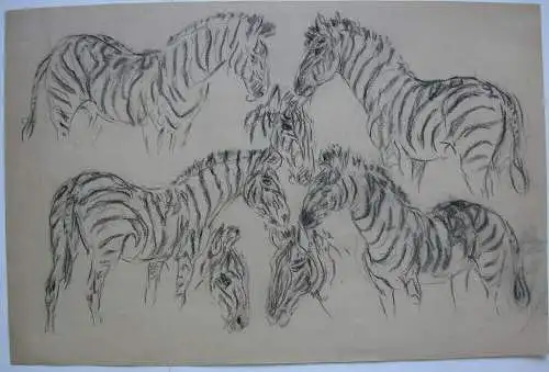 Fritz von Heider (1868-1933) Studien Zebras Zeichnung Kohlestift um 1900