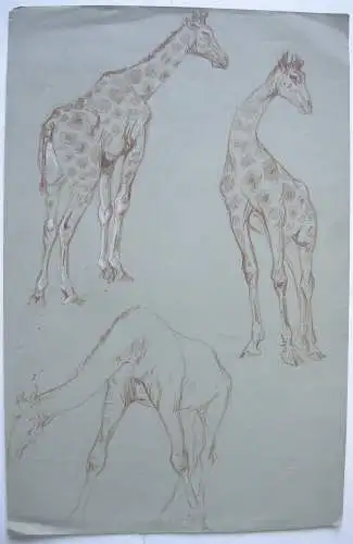 Fritz von Heider (1868-1933) Studien Giraffen Zeichnung Farbstift um 1900