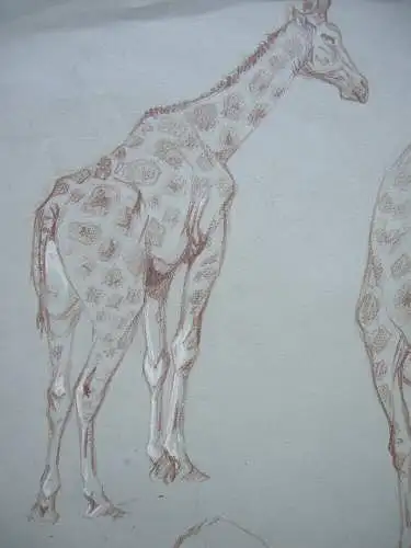 Fritz von Heider (1868-1933) Studien Giraffen Zeichnung Farbstift um 1900