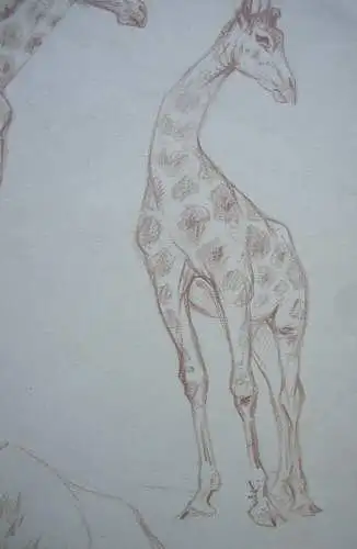 Fritz von Heider (1868-1933) Studien Giraffen Zeichnung Farbstift um 1900