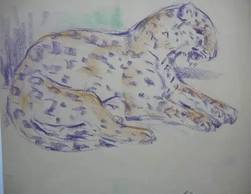 Fritz von Heider (1868-1933) 2 Leopard-Studien Zeichnung Farbstift um 1900