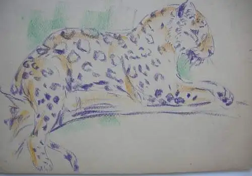 Fritz von Heider (1868-1933) 2 Leopard-Studien Zeichnung Farbstift um 1900