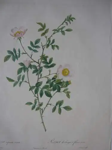 Pierre-Jos. Redouté Rosa sepium rosea altkolor Orig Kupferstich 1817-24 Lemaire