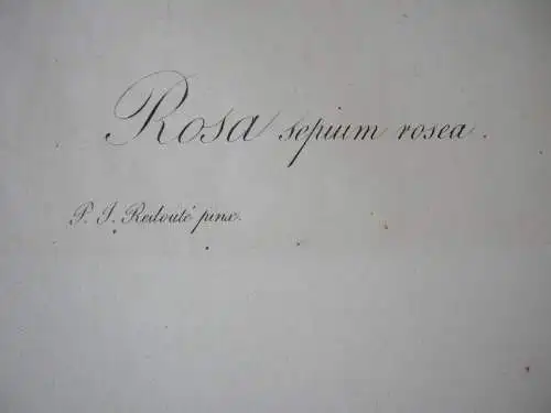 Pierre-Jos. Redouté Rosa sepium rosea altkolor Orig Kupferstich 1817-24 Lemaire