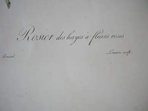 Pierre-Jos. Redouté Rosa sepium rosea altkolor Orig Kupferstich 1817-24 Lemaire