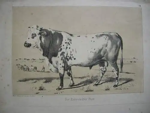Rinderrassen Eiderstedter Kuh Stier Orig. Lithografie 1850 Zoologie B. Adam