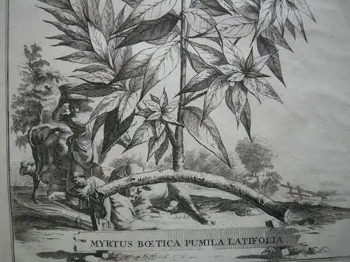 Myrte Myrtus Boetica Pumila Latifolia Kupferstich 1750 Botanik