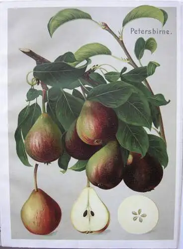 Deutschlands Obstsorten Äpfel Birnen 24 Chromolithografien 1910 Pomologie